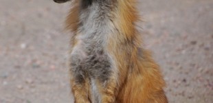 Red fox vixen watching over her kits